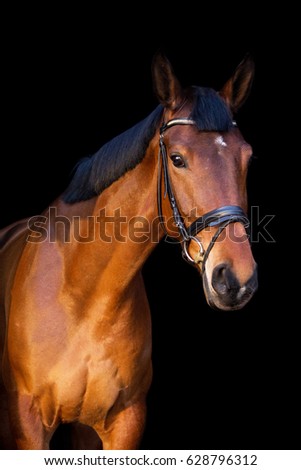 Portrait of brown sport horse on black background