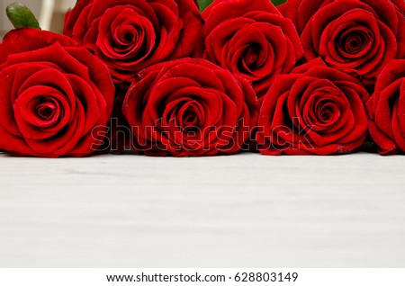 Red roses close-up on a white background, front view, place for text