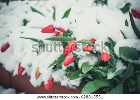 A lot of snow on red tulips in the spring