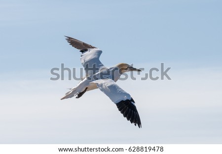 Norther gannet and Eurasian oystercatcher on Helgoland 