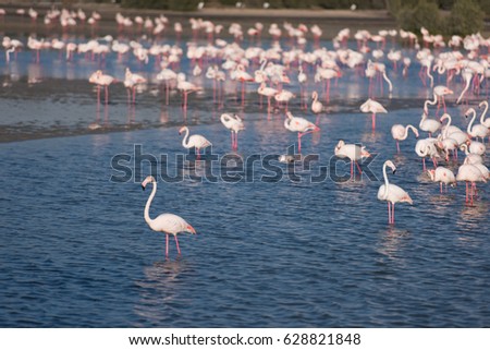 Flock of adorable pink flamingos. Exotic birds standing in a shallow lake.