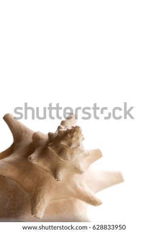 Beautiful seashell isolated on white background