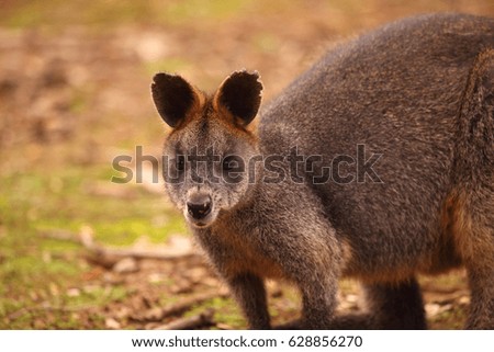 A Swamp Wallaby on a grassy background.