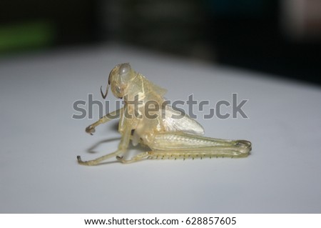 The exoskeleton of a grasshopper. This photo was taken in Brisbane, Australia. 