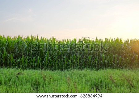 selective focus picture of organic young corn at agriculture field 