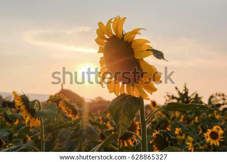 A front selective focus picture of blooming sunflower on sunset