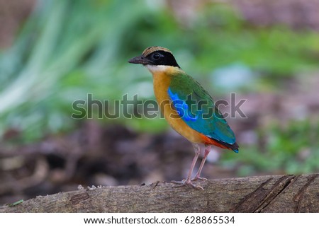 Blue wing Pitta come out for finding worm to feed his family that stay in the nest at bamboo forest,it can pick many worms in it's mouth in each time