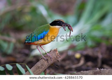 Blue wing Pitta come out for finding worm to feed his family that stay in the nest at bamboo forest,it can pick many worms in it's mouth in once time