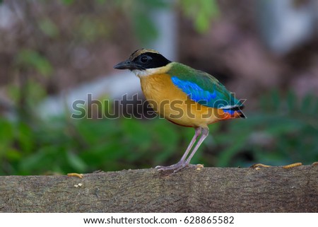 Blue wing Pitta come out for finding worm to feed his family that stay in the nest at bamboo forest,it can pick many worms in it's mouth in once time