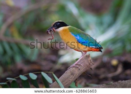 Blue wing Pitta come out for finding worm to feed his family that stay in the nest at bamboo forest,it can pick many worms in it's mouth in each time