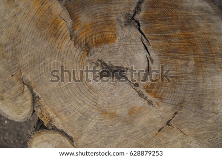 the texture of the old stump