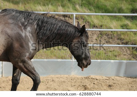 A sick horse with his eyes closed and his tongue sticking out.