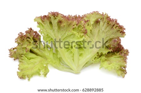 fresh green kale leaves isolated on white