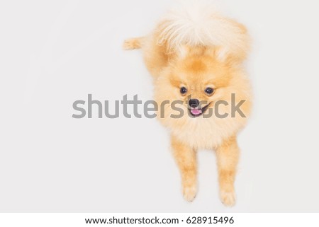 Cute small dog sit on a white background.