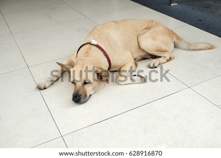 Sleeping dog on the floor