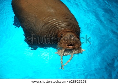 Walrus Swimming in the Pool