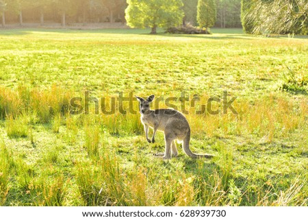 Wild grey kangaroos during sunset with backlight during golden hour