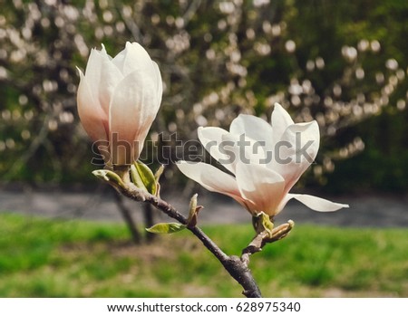 Lotus-flowered Magnolia,beautiful white flower and buds blooming in the countryside in spring,closeup, Large-flowered Magnolia