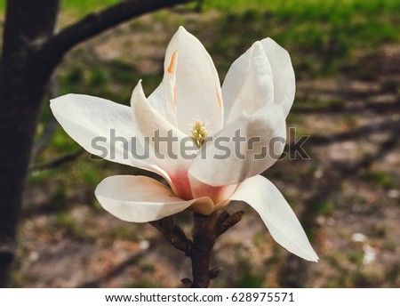 Spring floral background with magnolia flowers. For this photo applied toning effect.