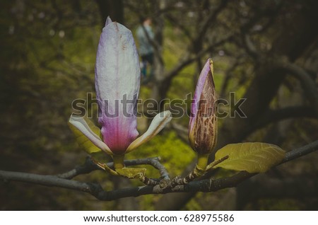 Toned photo of magnolia tree covered with beautiful big pink flowers in early spring on the blue sky background, tone