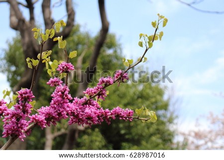 Pink flowers on branch with blue sky background