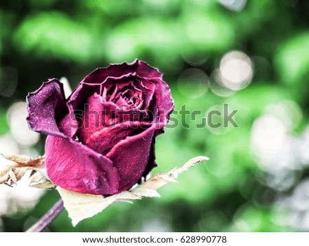 Dried red rose and green background