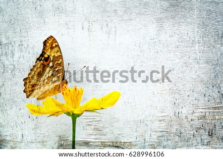 Butterfly and flower on white wood grunge background, double exposure, fairy background