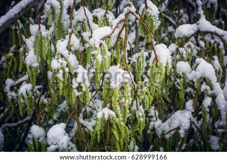 Snow-covered green tree