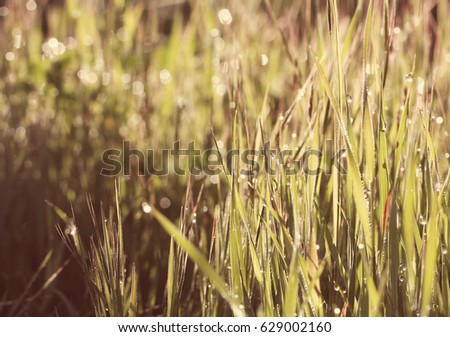Grass in the morning in the spring in the dew drops