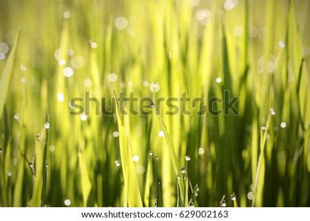 Grass in the morning in the spring in the dew drops