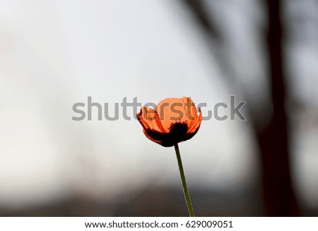 Flower poppy and grass in the morning in the spring in dew drops
