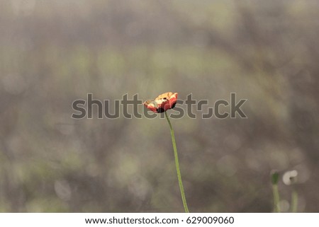Flower poppy and grass in the morning in the spring in dew drops