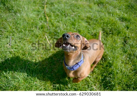 
dog breed dachshund on green grass