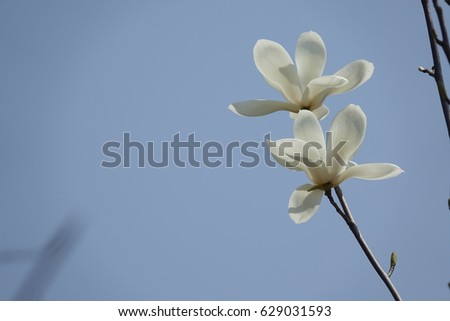 magnolia flowers and bud against blue sky