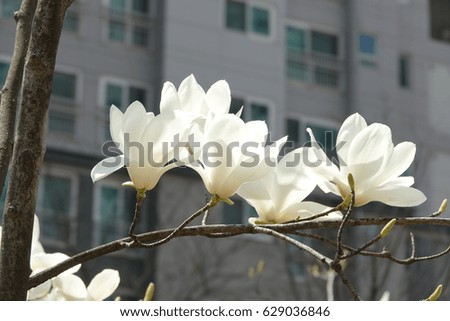 magnolia flowers against building