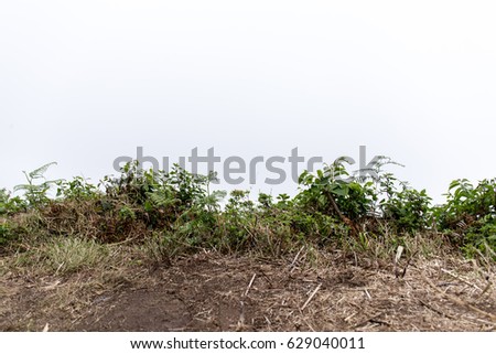 The abstract white background made by the mist and cloud on the top of the mountain isolated on  little plants and soils