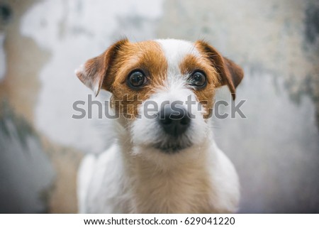 Dog looking at camera. Pet portrait with vignette