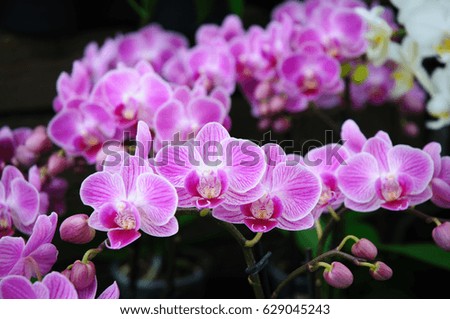 many purple orchid, some in foreground and others blurred in background