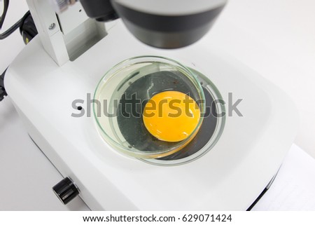 Study on Stem Cells on the Stereo microscope view in laboratory.