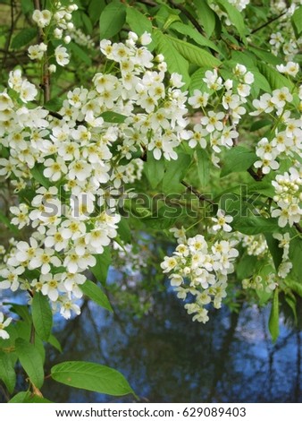 photos from the spring decorative flowering tree branch cherry small white flowers on the background of a foggy haze and blue waters of the river, as the source for design, decorating, print