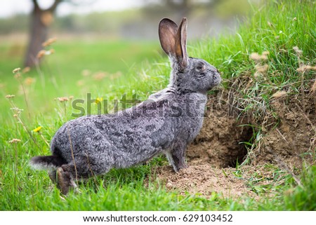Wild rabbit Royalty-Free Stock Photo #629103452