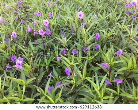violet flowers

