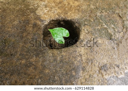 Heart shape green leaf in the concrete texture hole, selective focus.