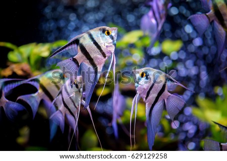 Angelfish in aquarium tank.