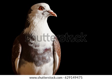 bred pigeon with orange eyes on a black background,symbol of peace
