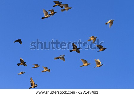 pigeons illuminated by the sun that comes flying in the blue sky,symbol of peace