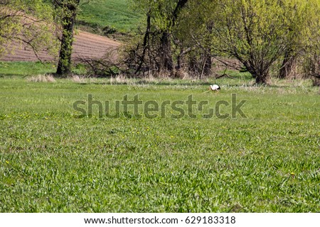 White Stork (Ciconia ciconia) walks on green meadow