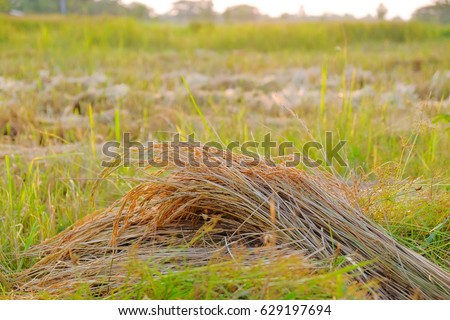 a selective focus picture of paddy rice in organic rice field 