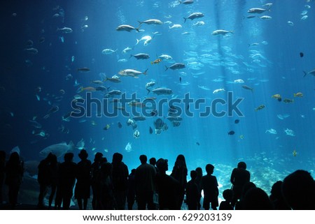 Fishes of aquarium