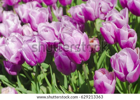  Plenty of purple flower background. Spring festive greeting card, floral background. Selective focus